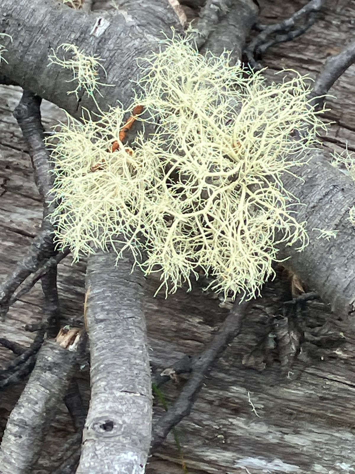 Liquen sobre corteza de árbol